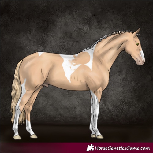 Horse Color:Gold Champagne Tobiano