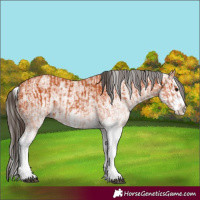 Horse Color:White Spotted Bay Splash  and White Spotted Bay Splash 