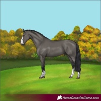 Horse Color:Grullo 