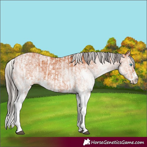 Horse Color:White Spotted Bay Splash and White Spotted Silver Bay Splash