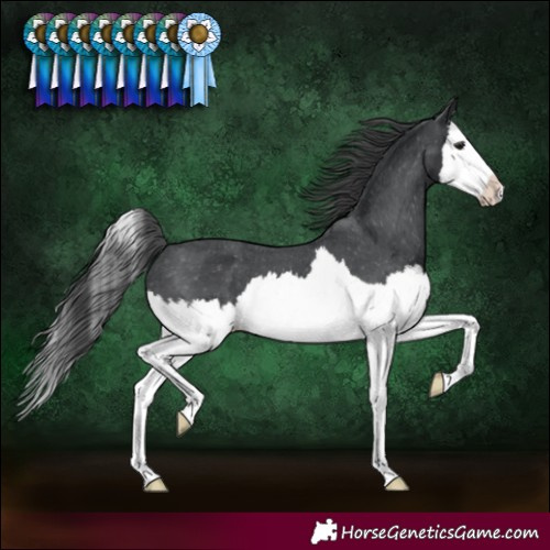 Horse Color:Black Splash Appaloosa 
