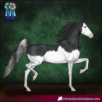 Horse Color:Black Splash Appaloosa 