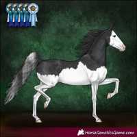 Horse Color:Black Splash Appaloosa 