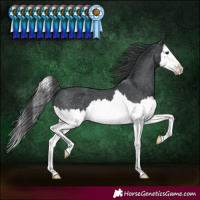 Horse Color:Black Splash Varnish 