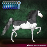 Horse Color:Black Splash Varnish 