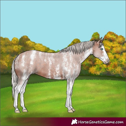 Horse Color:Powder White White Spotted Silver Brown Splash 