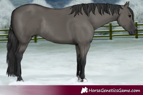 Horse Color:Grullo Rabicano 