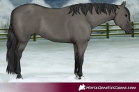 Horse Color:Grullo Rabicano 