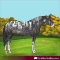 Horse Color:Powder White Black Appaloosa Rabicano 
