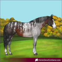 Horse Color:Powder White Brown Sabino Snowflake Varnish