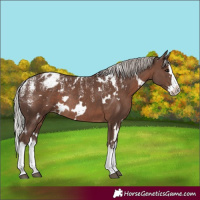 Horse Color:Powder White White Spotted Silver Black Splash Appaloosa Rabicano