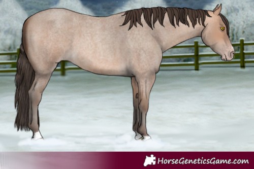 Horse Color:Amber Champagne Roan 