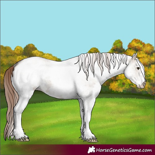 Horse Color:White Spotted Liver Red Dun Roan 