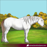 Horse Color:White Spotted Liver Red Dun Roan 
