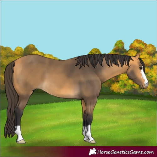 Horse Color:Buckskin 
