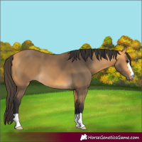 Horse Color:Buckskin 