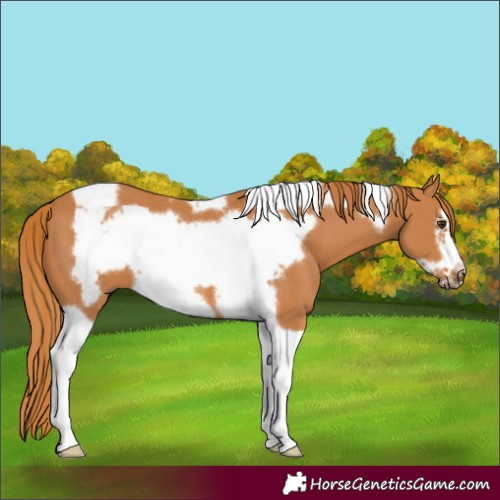 Horse Color:Chestnut Tobiano Frame 