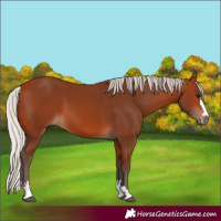 Horse Color:Silver Bay 