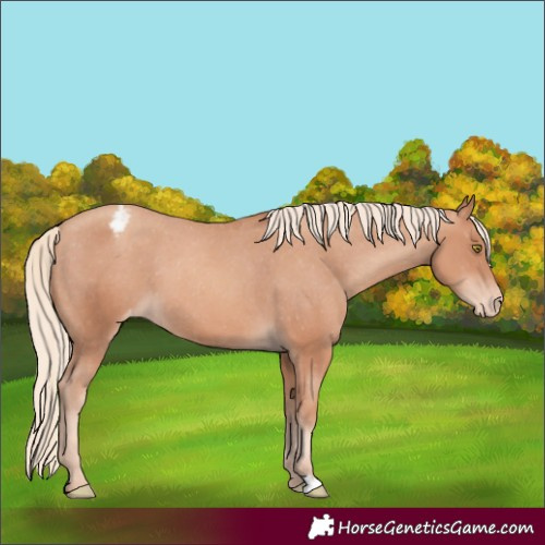 Horse Color:Gold Champagne Appaloosa 