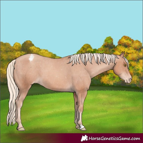 Horse Color:Gold Champagne Appaloosa 