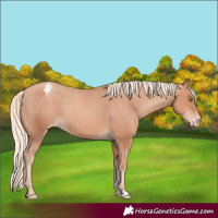 Horse Color:Gold Champagne Appaloosa 