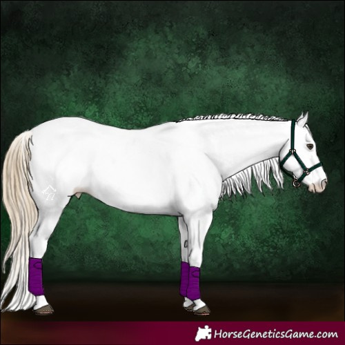 Horse Color:White Spotted Chestnut 