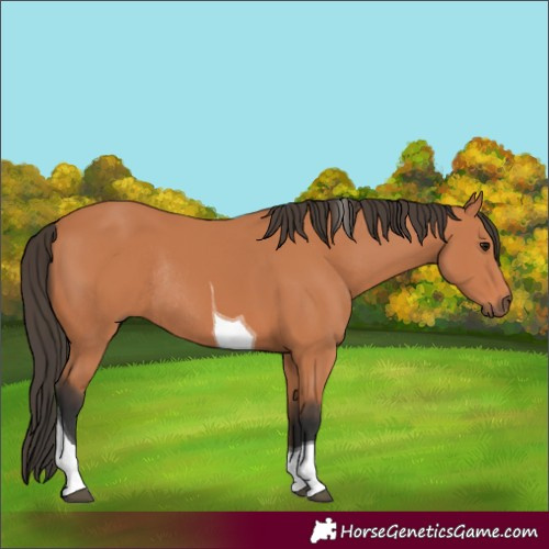 Horse Color:Bay Tobiano Rabicano 