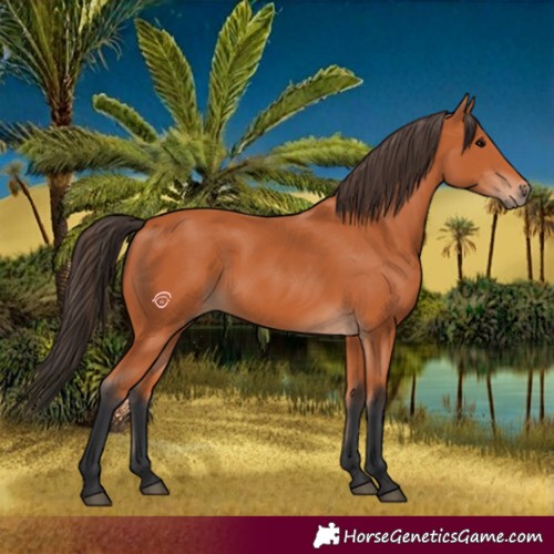 Horse Color:Bay 