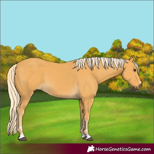 Horse Color:Palomino 