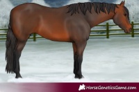 Horse Color:Bay Rabicano 