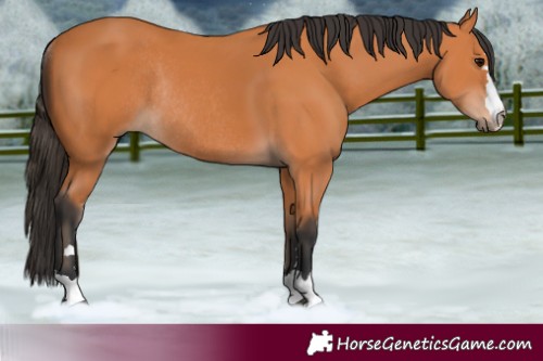 Horse Color:Bay Rabicano 
