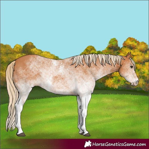 Horse Color:White Spotted Chestnut 
