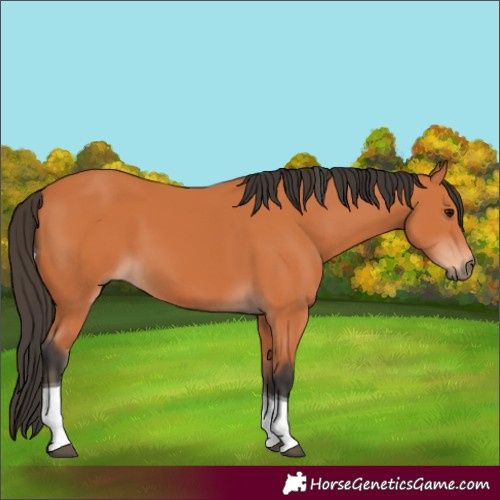 Horse Color:Bay Tobiano 