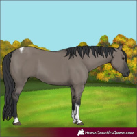 Horse Color:Grullo Tobiano