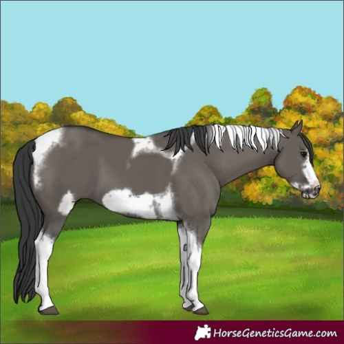 Horse Color:Grullo Tobiano Frame 