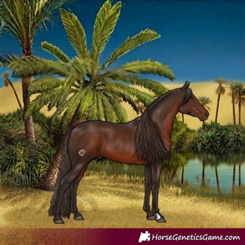 Horse Color:Liver Chestnut 