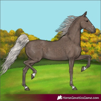 Horse Color:Silver Black