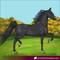 Horse Color:Black 