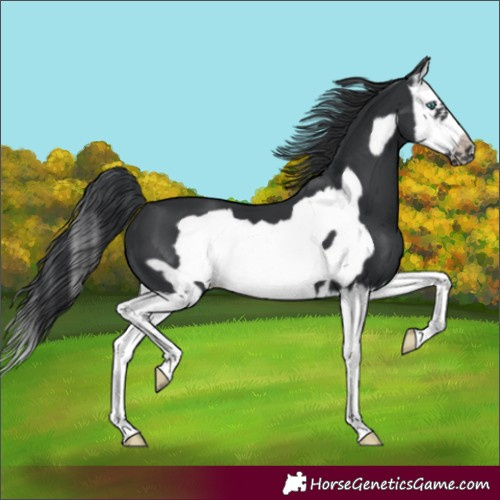 Horse Color:Black Splash Frame 