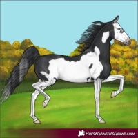 Horse Color:Black Splash Frame 