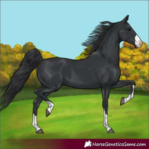 Horse Color:Black 