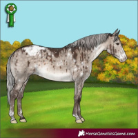 Horse Color:White Spotted Silver Brown Dun Mushroom Sabino Appaloosa Brindle