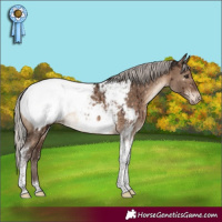 Horse Color:Silver Brown Dun Tobiano Near Fewspot Brindle