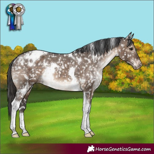 Horse Color:White Spotted Brown Dun Tobiano Appaloosa Rabicano Brindle 
