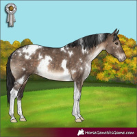 Horse Color:White Spotted Brown Dun Tobiano Appaloosa Rabicano Brindle 