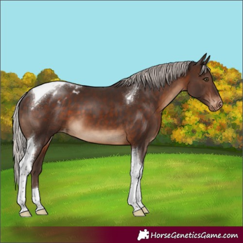 Horse Color:Silver Brown Tobiano Appaloosa 