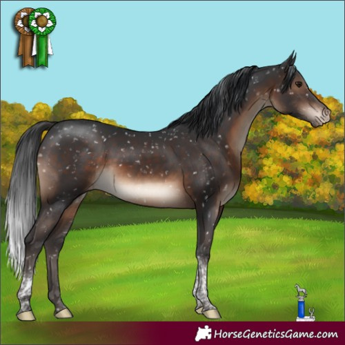 Horse Color:Brown Tobiano Appaloosa Rabicano