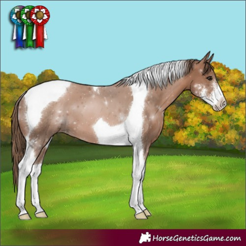Horse Color:Black Pearl Sabino Tobiano 