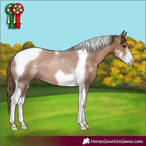 Horse Color:Black Pearl Sabino Tobiano 