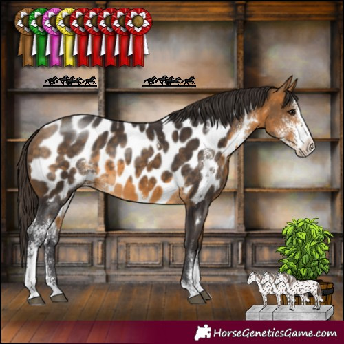 Horse Color:Buckskin Sabino Appaloosa 
